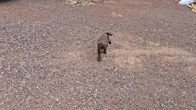Video preview image #3 Goldendoodle Puppy For Sale in SHOW LOW, AZ, USA