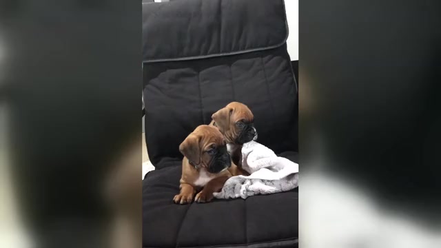 Video preview image #3 Boxer Puppy For Sale in APPLE CREEK, OH, USA