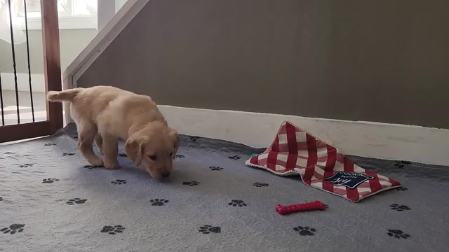 Video preview image #1 Golden Retriever Puppy For Sale in THOMASTON, ME, USA