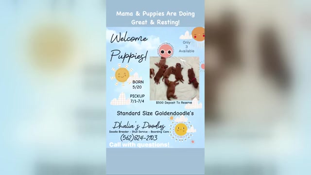 Video preview image #1  Breeder Profile in BREA, CA, USA