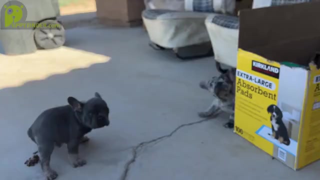 Video preview image #2 French Bulldog Puppy For Sale in PHELAN, CA, USA