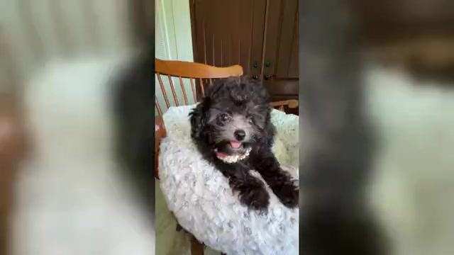 Video preview image #1 Bichpoo-Poodle (Toy) Mix Puppy For Sale in HILO, HI, USA
