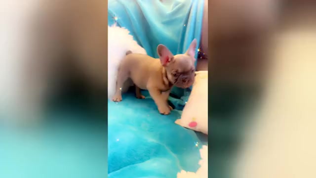 Video preview image #3 French Bulldog Puppy For Sale in LAS VEGAS, NV, USA