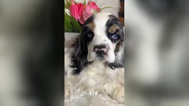 Video preview image #1 Cocker Spaniel Puppy For Sale in HESPERIA, CA, USA