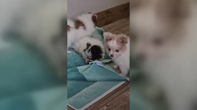 Video preview image #1 Pomeranian Puppy For Sale in ORRVILLE, OH, USA