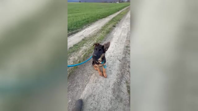 Video preview image #1 German Shepherd Dog Puppy For Sale in NEWVILLE, PA, USA