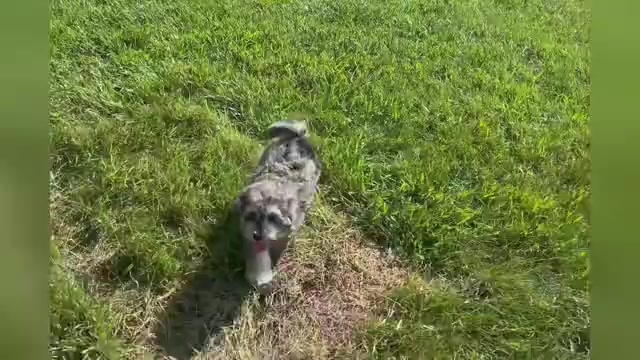 Video preview image #1 Poodle (Miniature) Puppy For Sale in WARSAW, IN, USA