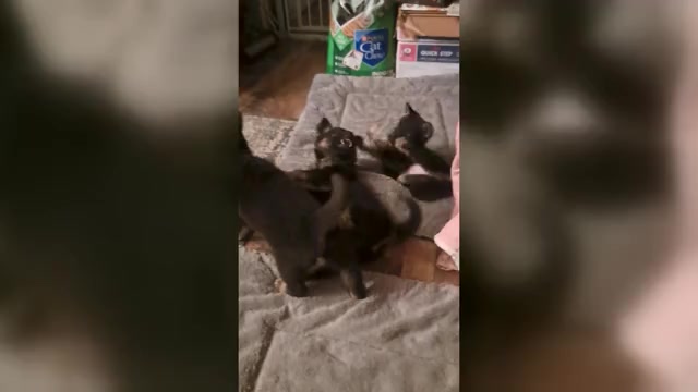 Video preview image #2 German Shepherd Dog Puppy For Sale in SHORTSVILLE, NY, USA