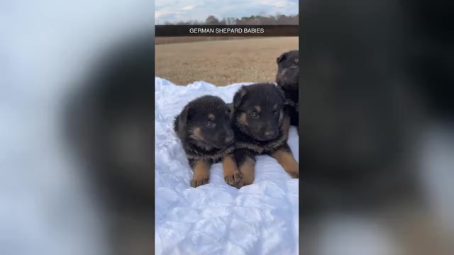 Video preview image #1 German Shepherd Dog Puppy For Sale in GREENVILLE, NC, USA