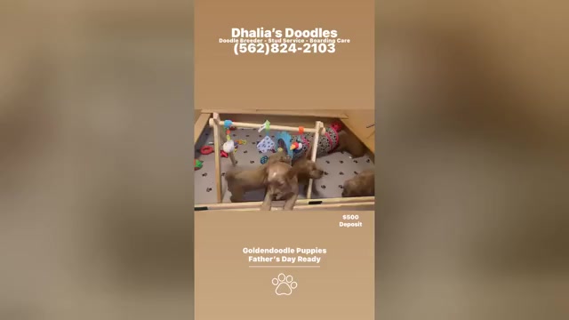 Video preview image #1 Goldendoodle Puppy For Sale in BREA, CA, USA