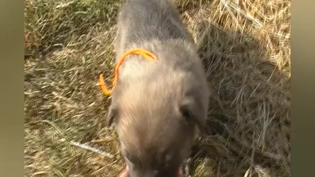 Video preview image #1 German Shepherd Dog Puppy For Sale in PIEDMONT, MO, USA