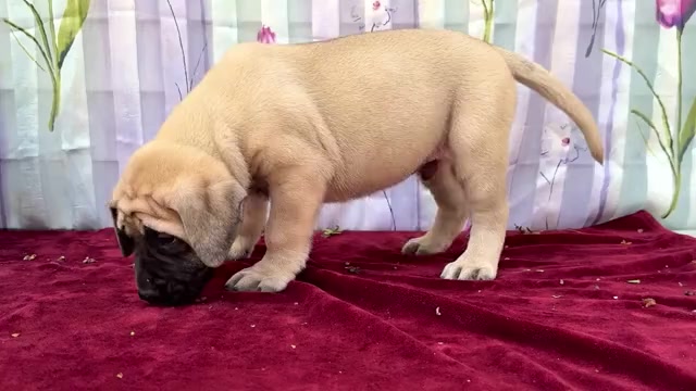 Video preview image #4 Mastiff Puppy For Sale in WAKARUSA, IN, USA