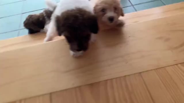 Video preview image #9 Poochon Puppy For Sale in AUBURN, MA, USA