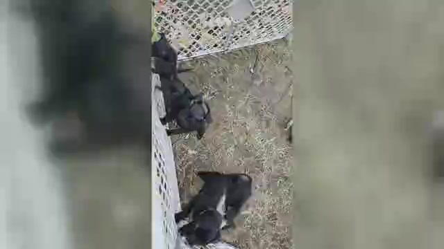 Video preview image #2 Muggin Puppy For Sale in HILLSDALE, MI, USA