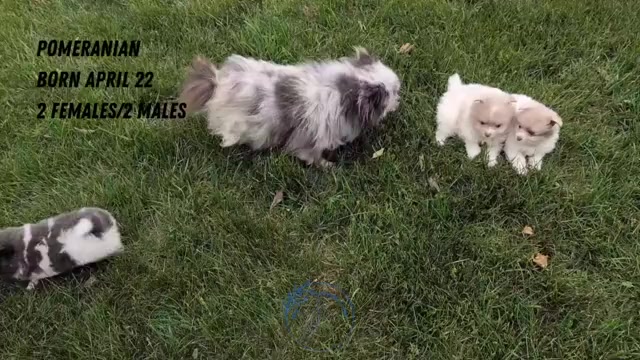 Video preview image #2 Pomeranian Puppy For Sale in GOSHEN, IN, USA