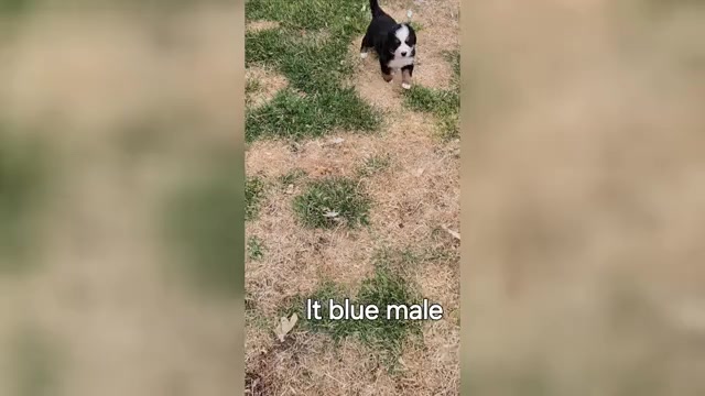 Video preview image #8 Bernese Mountain Dog Puppy For Sale in SALMON, ID, USA