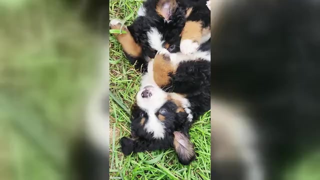 Video preview image #1 Bernese Mountain Dog Puppy For Sale in SUPERIOR, WI, USA
