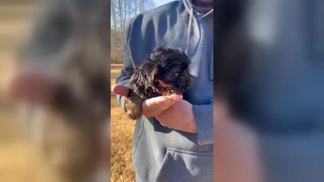 Video preview image #2 Yorkshire Terrier Puppy For Sale in ATLANTA, GA, USA