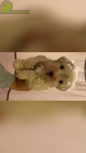 Video preview image #1 Maltipoo-Poodle (Toy) Mix Puppy For Sale in CARROLLTON, TX, USA