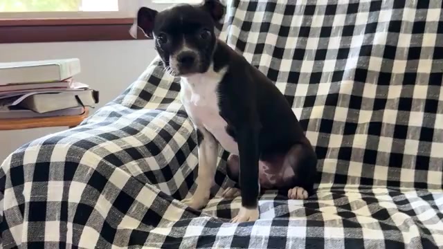 Video preview image #2 Boston Terrier Puppy For Sale in WAKARUSA, IN, USA