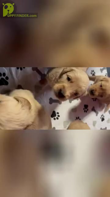 Video preview image #2 Golden Retriever Puppy For Sale in CHURCHVILLE, VA, USA