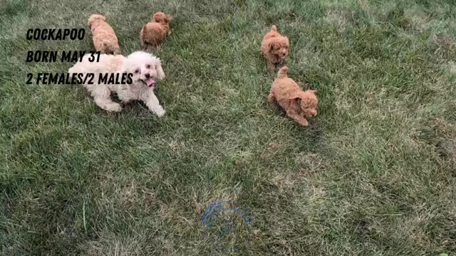 Video preview image #6 Cockapoo Puppy For Sale in GOSHEN, IN, USA