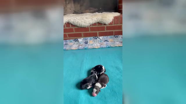 Video preview image #1 Border Collie-Papillon Mix Puppy For Sale in CULPEPER, VA, USA