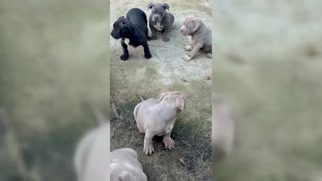 Video preview image #3 American Bully Puppy For Sale in ORANGEBURG, SC, USA