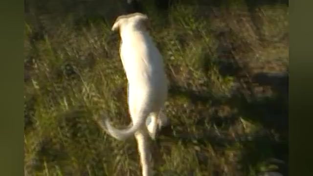 Video preview image #1 German Shepherd Dog Puppy For Sale in PIEDMONT, MO, USA