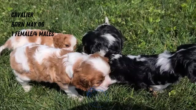Video preview image #7 Cavalier King Charles Spaniel Puppy For Sale in GOSHEN, IN, USA