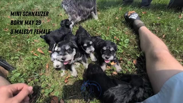 Video preview image #2 Schnauzer (Miniature) Puppy For Sale in GOSHEN, IN, USA