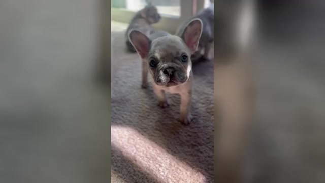 Video preview image #3 French Bulldog Puppy For Sale in LAS VEGAS, NV, USA