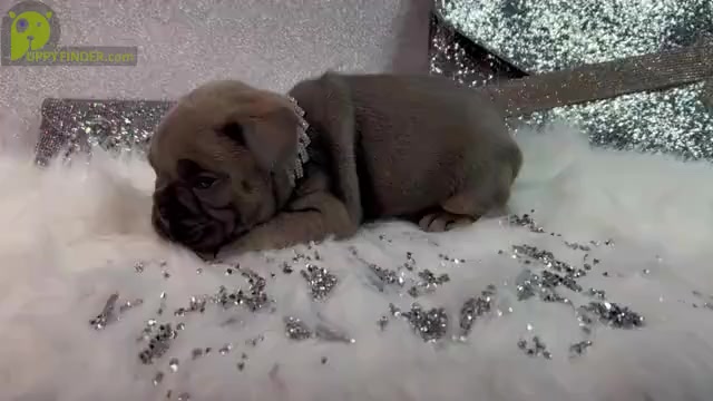 Video preview image #1 French Bulldog Puppy For Sale in HAYWARD, CA, USA