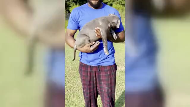 Video preview image #11 American Bully Puppy For Sale in BEULAVILLE, NC, USA