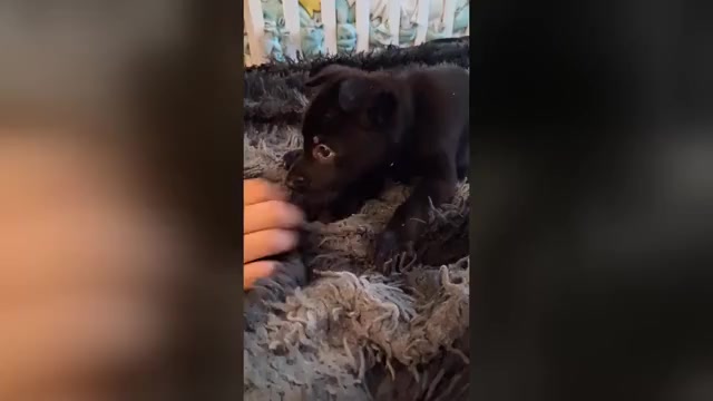 Video preview image #2 German Shepherd Dog Puppy For Sale in MIDDLETOWN, CT, USA