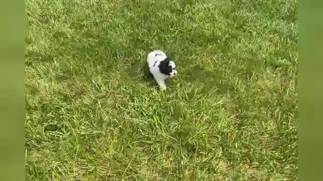 Video preview image #1 Poodle (Miniature) Puppy For Sale in WARSAW, IN, USA