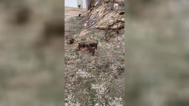 Video preview image #1 Labradoodle Puppy For Sale in DEEPWATER, MO, USA