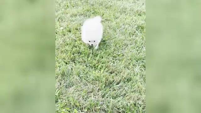 Video preview image #2 Pomeranian Puppy For Sale in WARSAW, IN, USA
