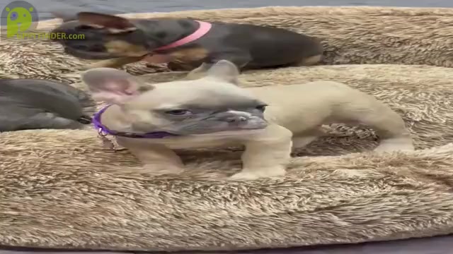 Video preview image #4 French Bulldog Puppy For Sale in WILDOMAR, CA, USA
