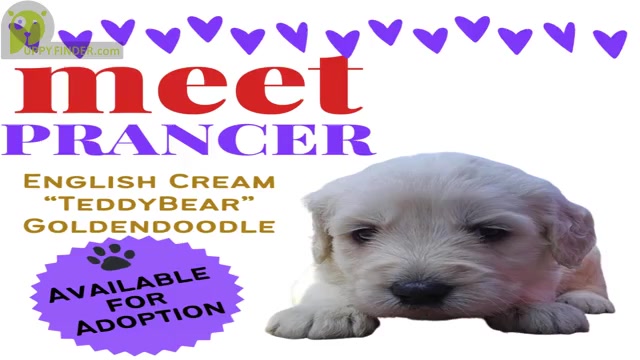 Video preview image #1  Breeder Profile in BROOMFIELD, CO, USA