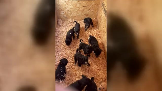 Video preview image #1  Breeder Profile in MONETA, VA, USA