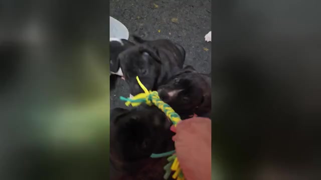 Video preview image #1 Presa Canario Puppy For Sale in PHILADELPHIA, PA, USA