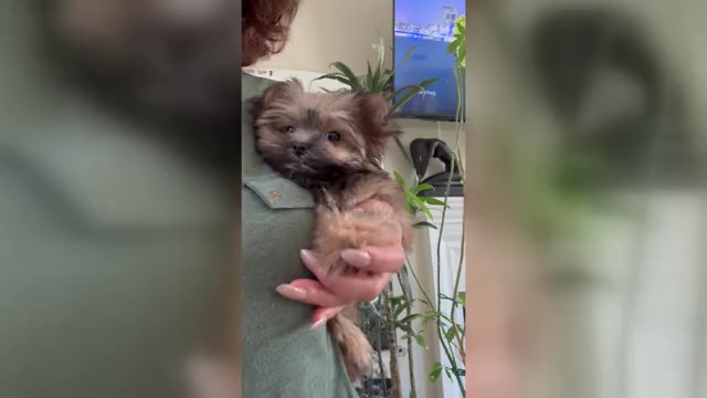 Video preview image #2 Maltipoo Puppy For Sale in SANTA MARIA, CA, USA