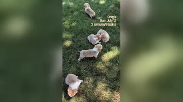 Video preview image #1 Pembroke Welsh Corgi Puppy For Sale in GOSHEN, IN, USA