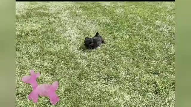 Video preview image #4 Shih Tzu Puppy For Sale in WARSAW, IN, USA