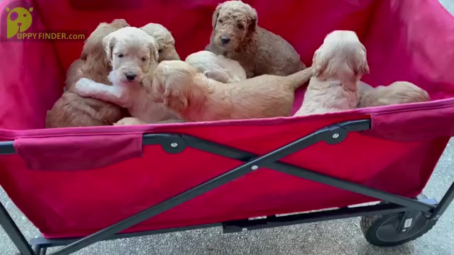 Video preview image #1 Goldendoodle Puppy For Sale in ALPHARETTA, GA, USA