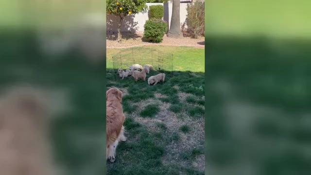 Video preview image #1 Golden Retriever Puppy For Sale in PHOENIX, AZ, USA