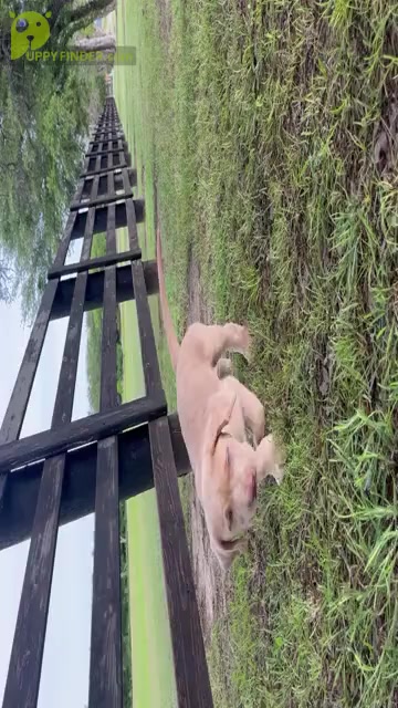 Video preview image #2  Breeder Profile in MORGAN, TX, USA