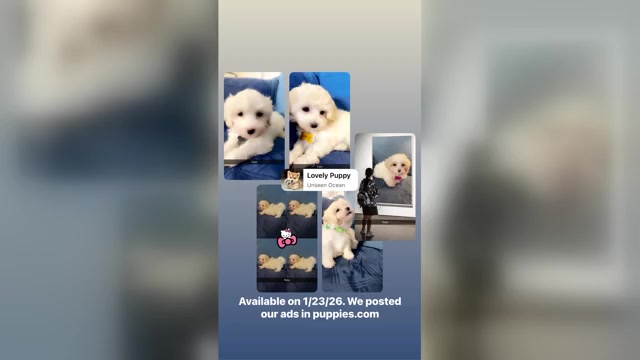 Video preview image #4 Maltipoo (Miniature) Puppy For Sale in HIGH POINT, NC, USA