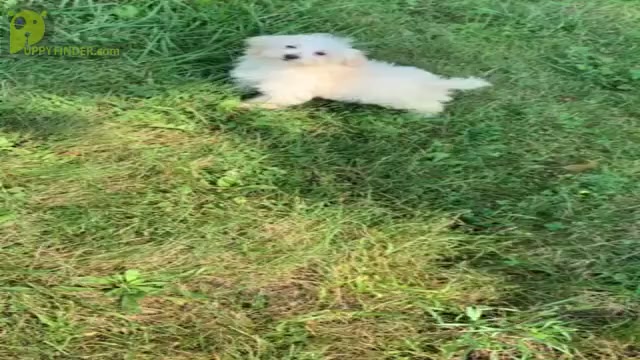 Video preview image #8 Maltipoo Puppy For Sale in WARSAW, IN, USA